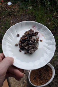 colfiorito mjesavina sjemenki 3