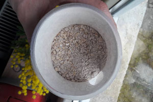 polleo sport protein oatmeal 2